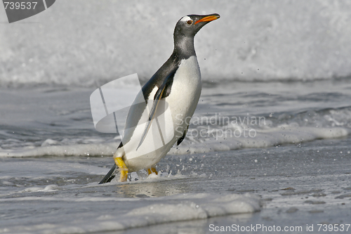 Image of Gentoo penguin (Pygoscelis papua)