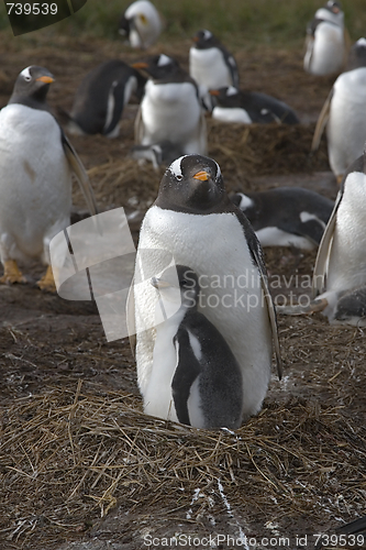 Image of Gentoo penguins (Pygoscelis papua)