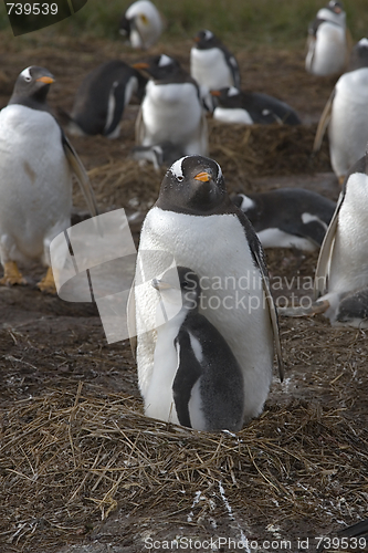 Image of Gentoo penguins (Pygoscelis papua)