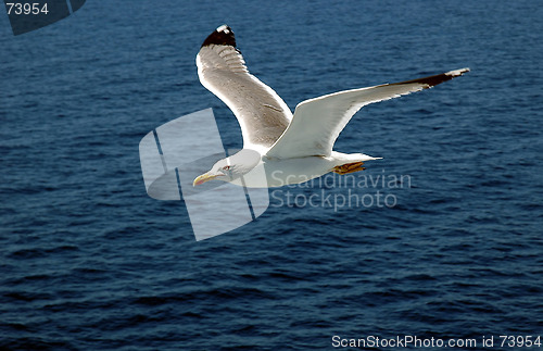 Image of Sea gull