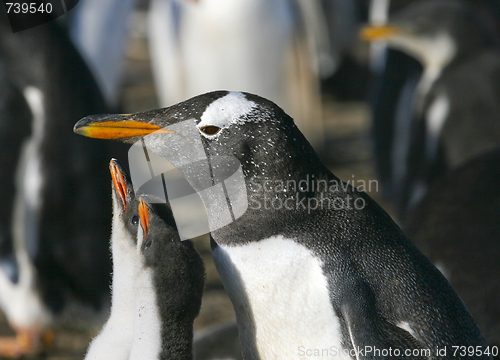 Image of Gentoo penguins (Pygoscelis papua)