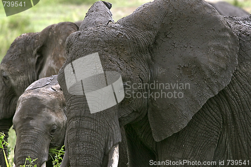 Image of Elephant  (Loxodonta africana)