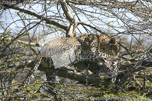 Image of Leopard (Panthera pardus)