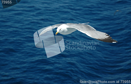 Image of Sea gull