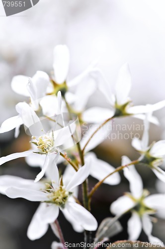 Image of Gentle white spring flowers