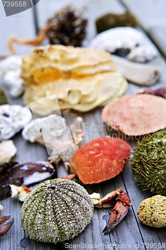 Image of Sea treasures