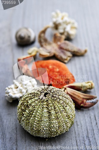 Image of Sea treasures