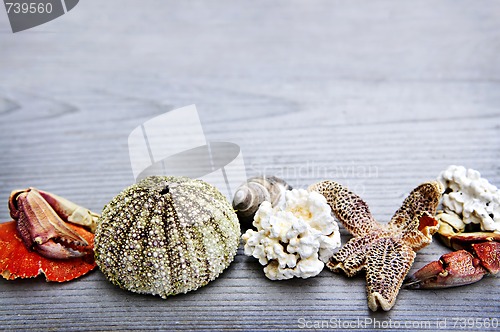 Image of Sea treasures