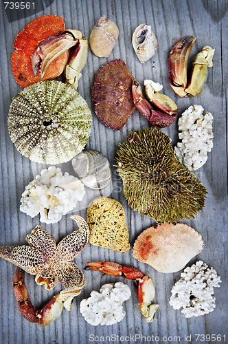 Image of Sea treasures