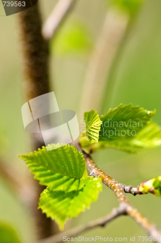 Image of Green spring leaves