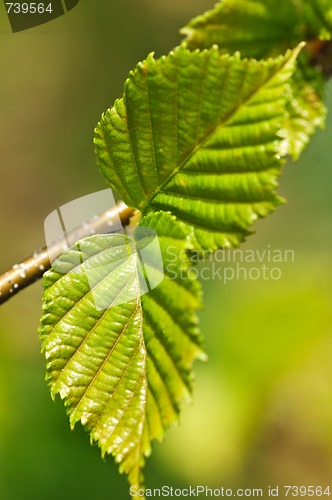 Image of Green spring leaves