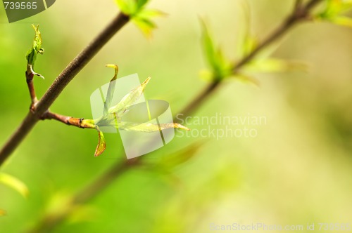 Image of Green spring leaves