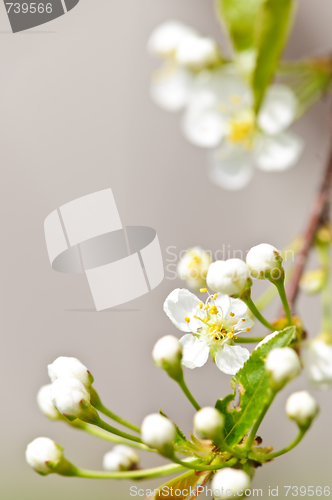 Image of Gentle white spring flowers