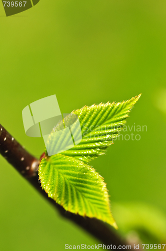 Image of Green spring leaves