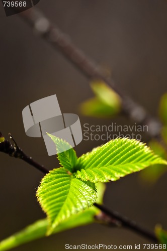 Image of Green spring leaves