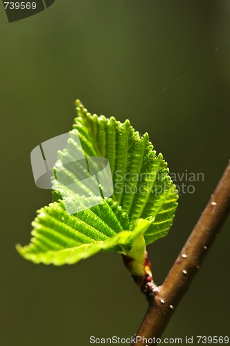 Image of Green spring leaves