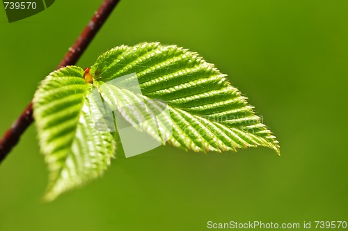 Image of Green spring leaves