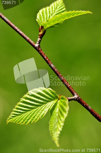 Image of Green spring leaves