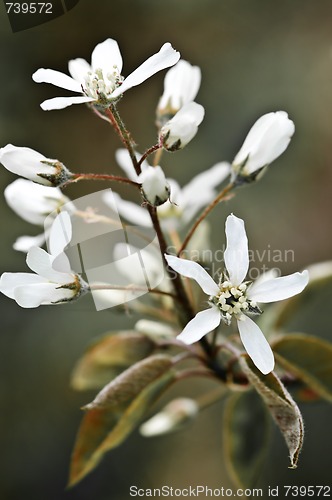 Image of Gentle white spring flowers