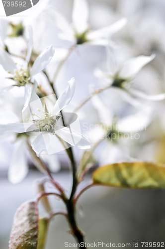 Image of Gentle white spring flowers