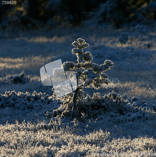 Image of Winter tree