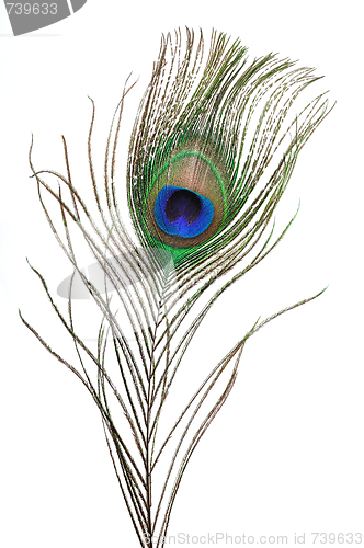 Image of Peacock feather