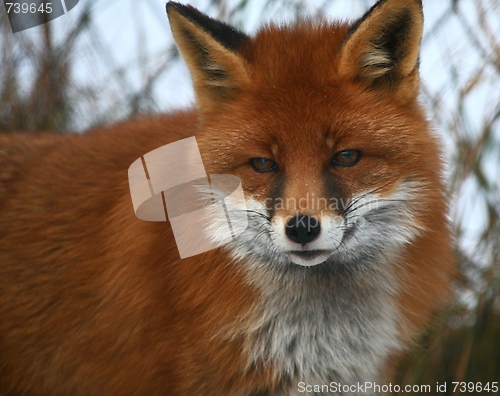 Image of Fox