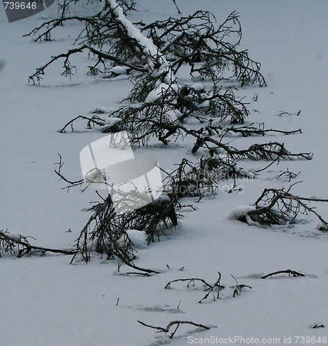 Image of Dead tree in icy lake