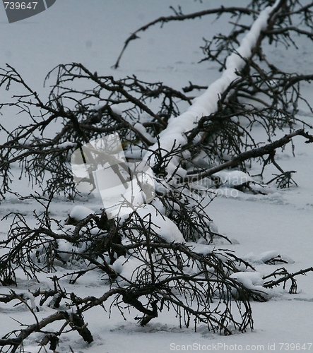 Image of Dead tree in icy lake