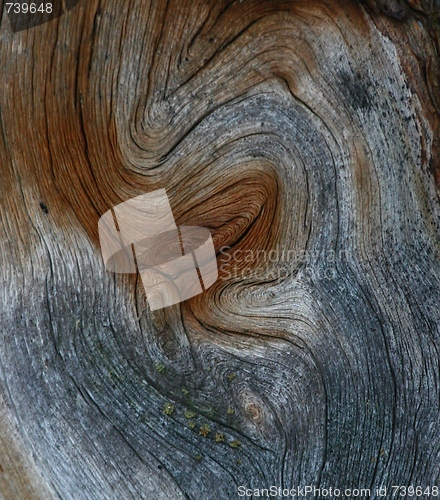 Image of Dead wood