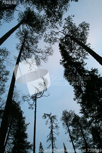 Image of Winter trees