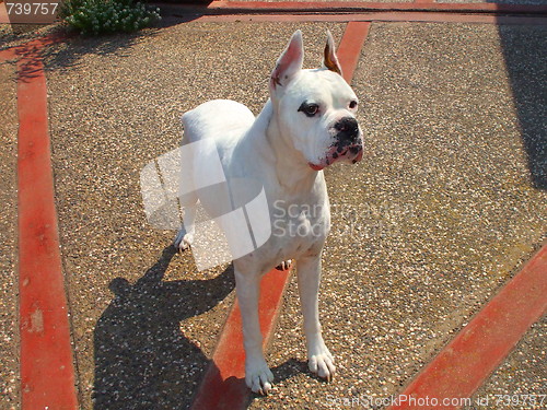 Image of White Boxer Dog