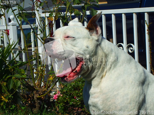 Image of White Boxer Dog