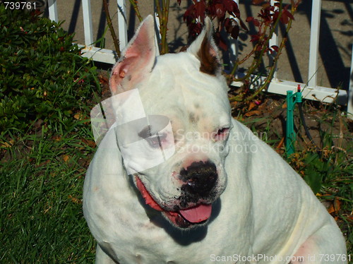 Image of White Boxer Dog