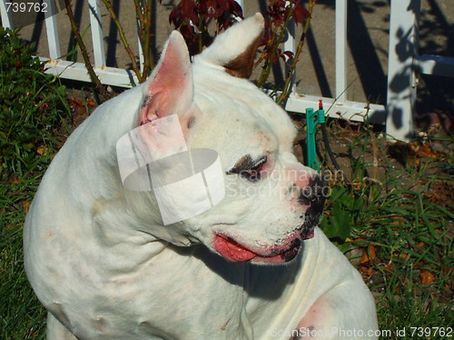 Image of White Boxer Dog