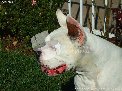 Image of White Boxer Dog