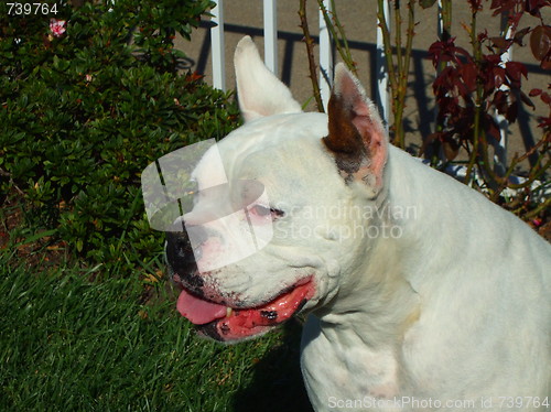 Image of White Boxer Dog