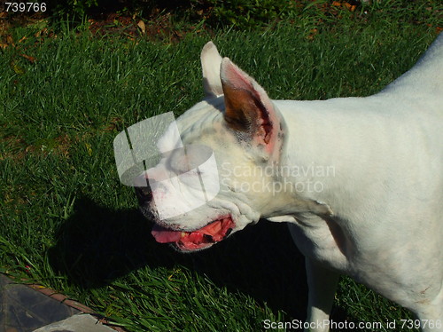 Image of White Boxer Dog