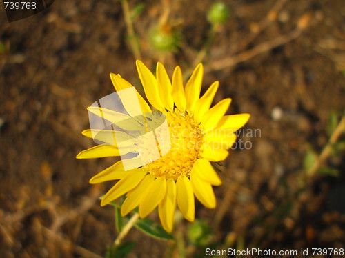 Image of Yellow Daisy Flower