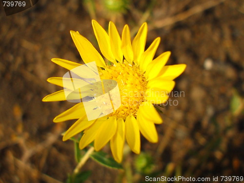 Image of Yellow Daisy Flower