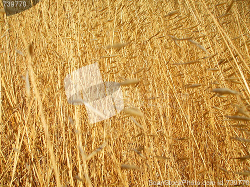 Image of Wild Grass Seeds