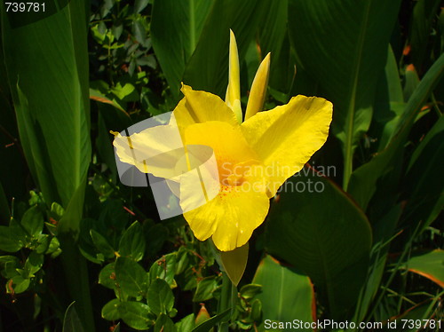 Image of Yellow Coastal Wildflowers