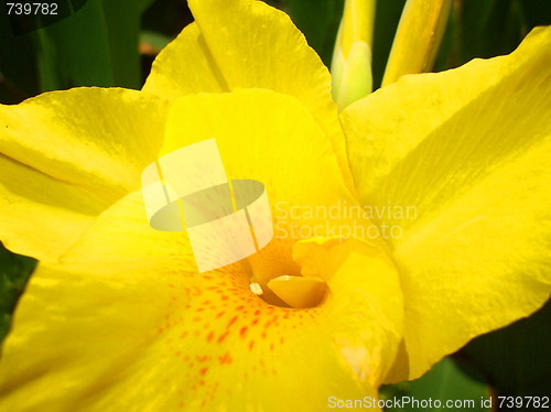 Image of Yellow Coastal Wildflowers