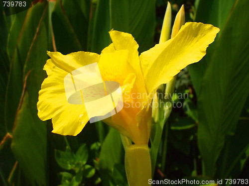 Image of Yellow Coastal Wildflowers