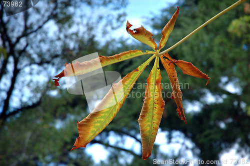 Image of Autumn chestnut leaf