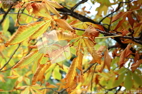 Image of Autumn chestnut leaves