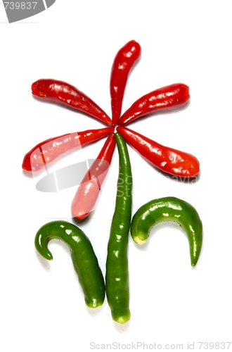 Image of  Flower from chili pepper