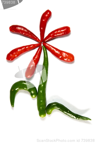 Image of  Flower from chili pepper