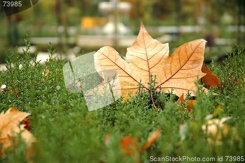 Image of Fall maple leaves