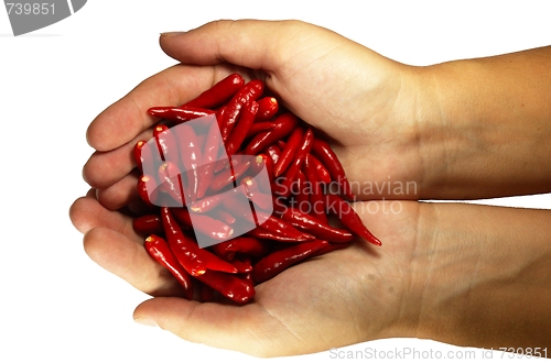 Image of Hot chili pepper in the hands